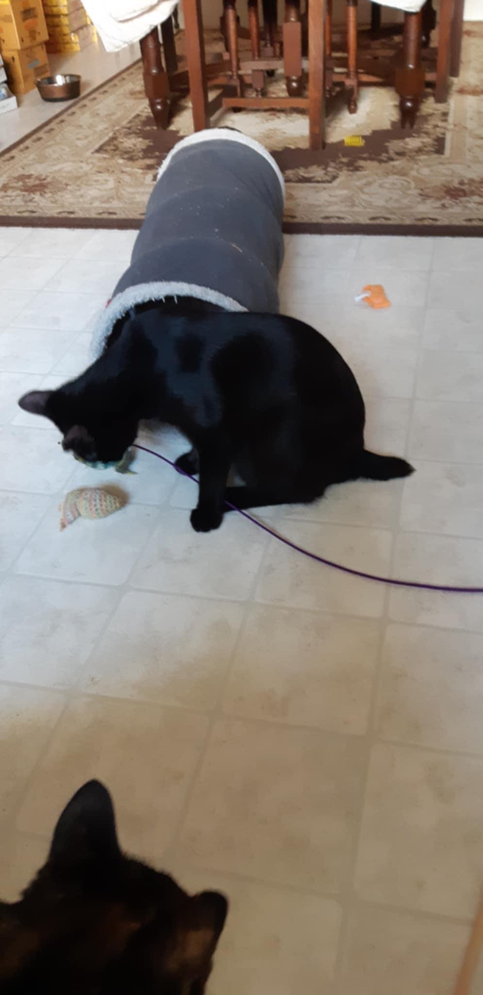 Willis, a Adoptable Domestic Short Hair image 6/6