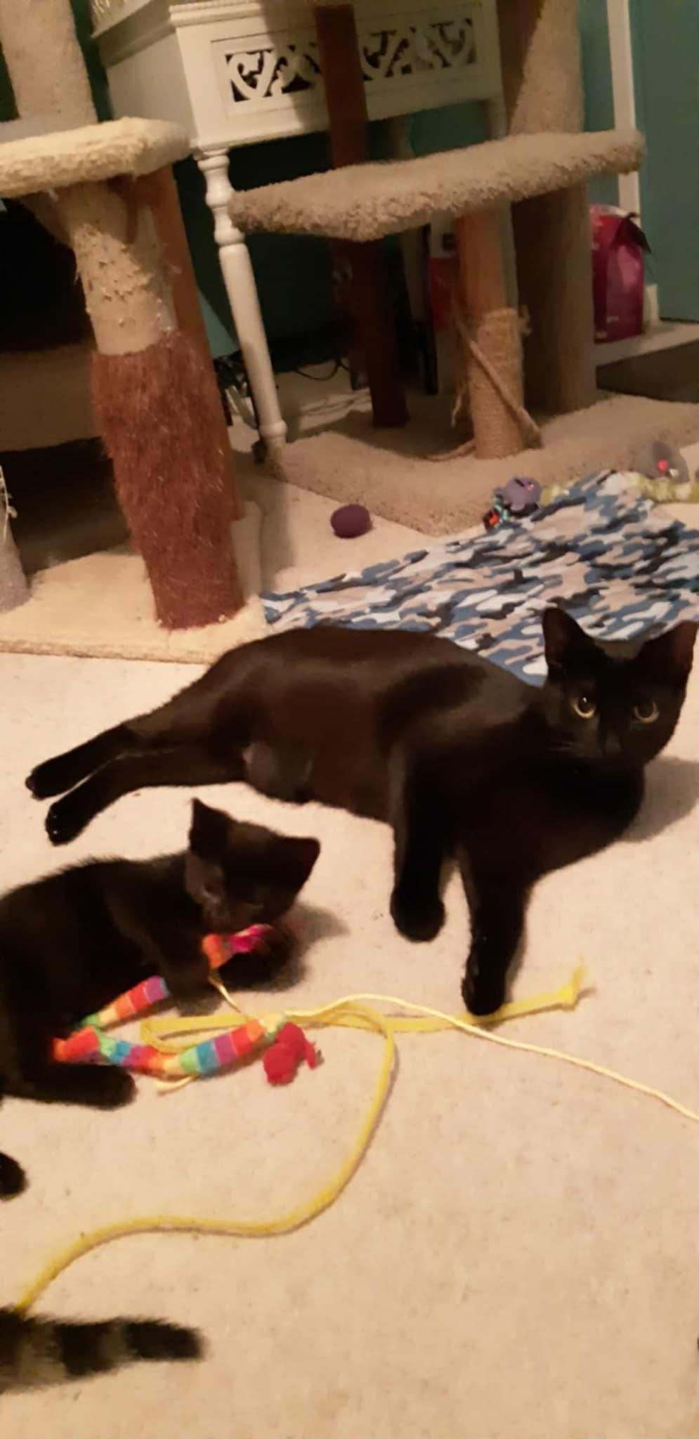 Willis, a Adoptable Domestic Short Hair image 5/6