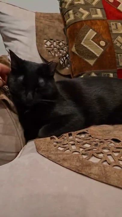 Enlarge Willis, a Adoptable Domestic Short Hair in Shakespeare, ON video 4/6