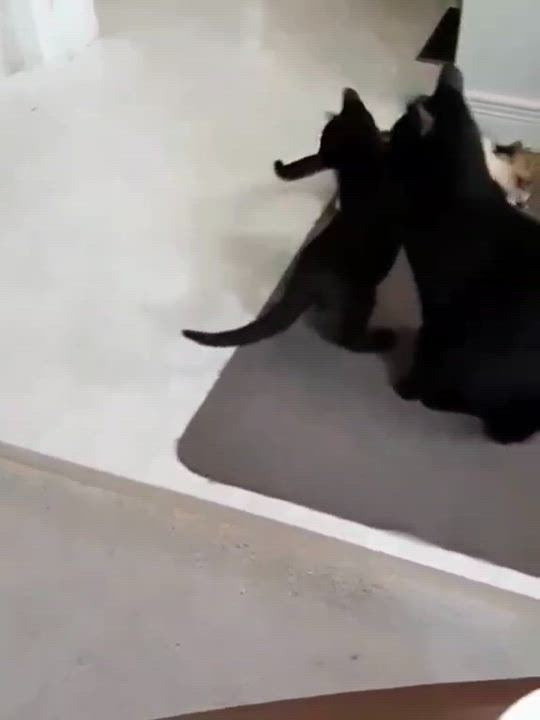 Enlarge Willis, a Adoptable Domestic Short Hair video 3/6