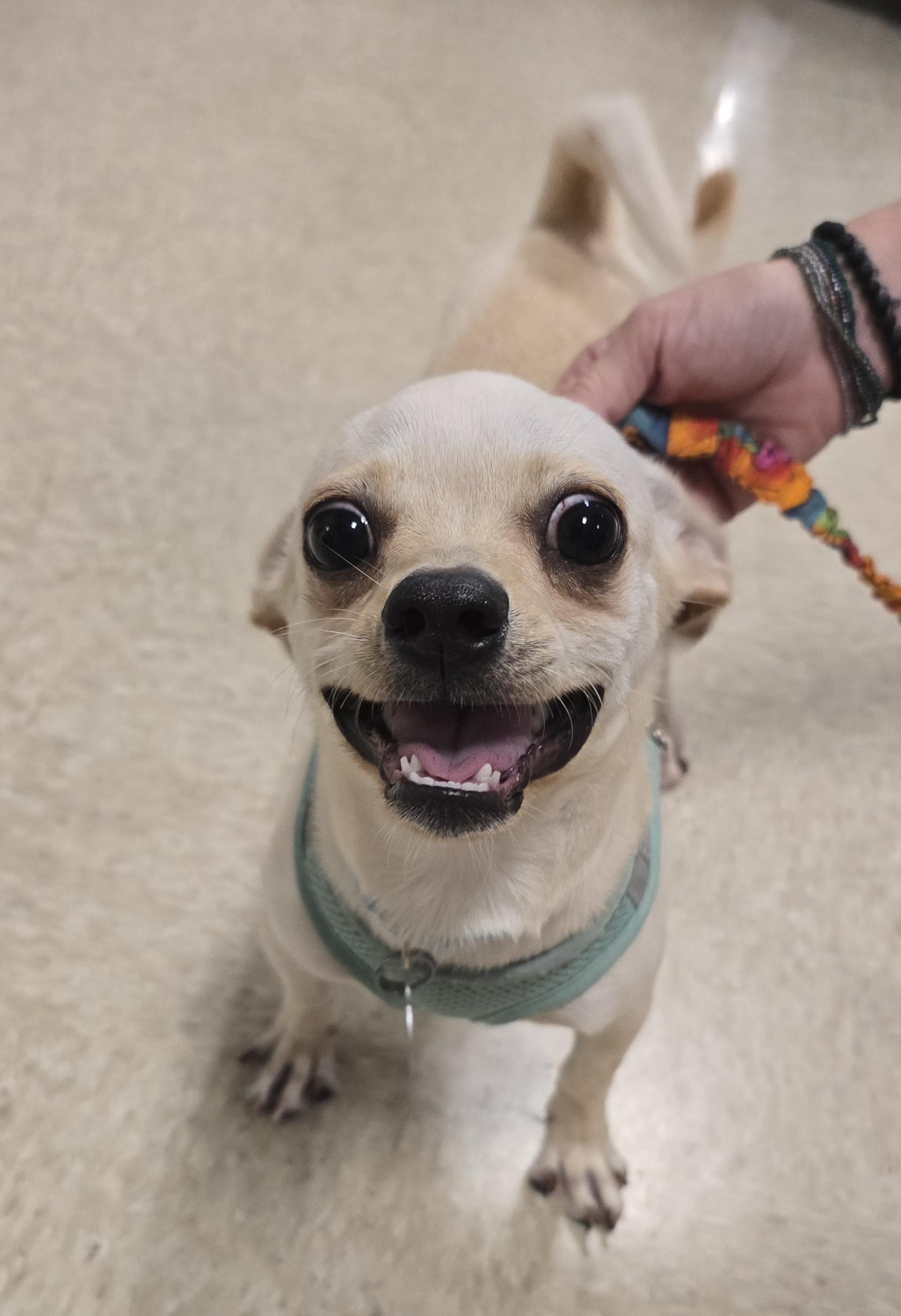 Polar Bear, a ADOPTABLE mixed breed in Cedar Rapids, IA image 4/6