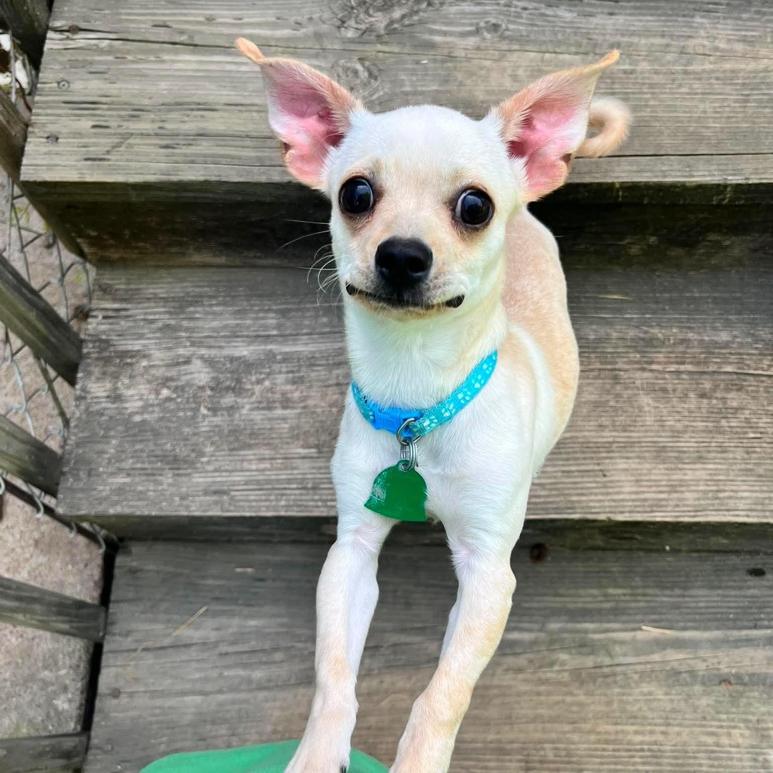 Polar Bear, a ADOPTABLE mixed breed in Cedar Rapids, IA image 1/5