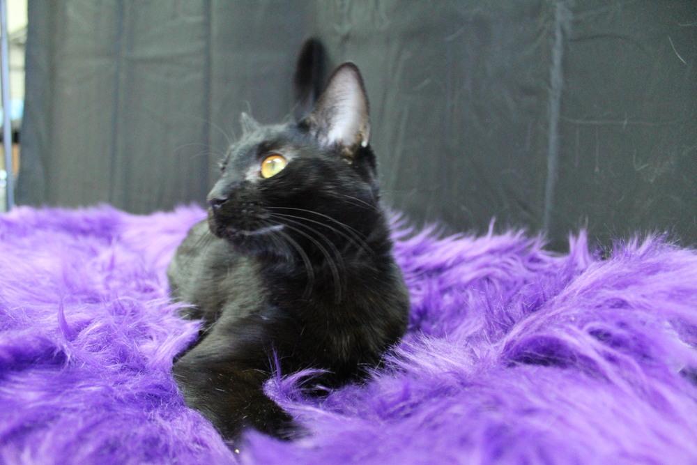 Enlarge Tuna, a Adoptable Domestic Short Hair in Yuma, AZ image 1/4