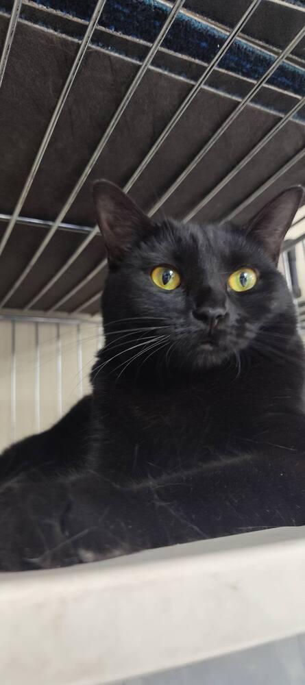Enlarge Tuna, a Adoptable Domestic Short Hair in Yuma, AZ image 2/4