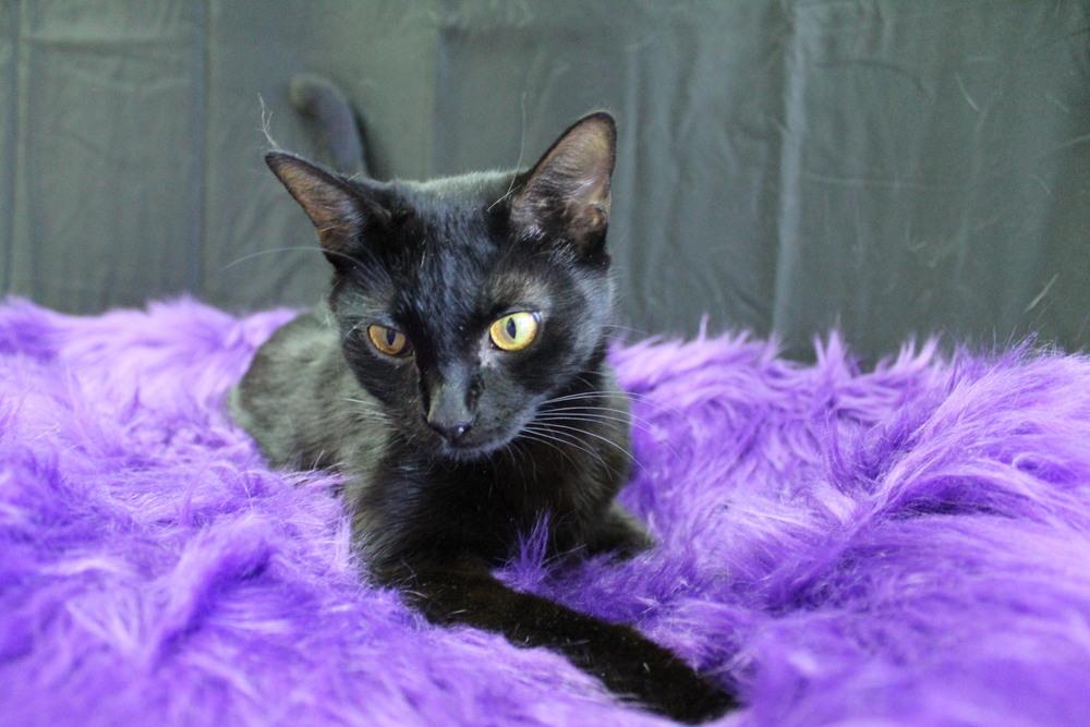 Enlarge Tuna, a Adoptable Domestic Short Hair in Yuma, AZ image 3/4
