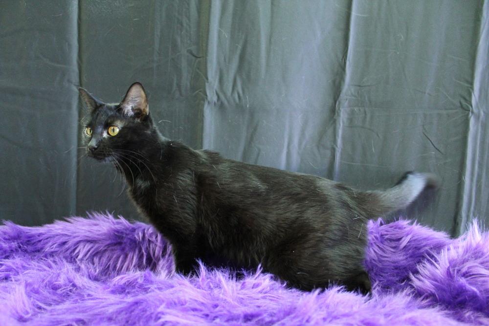 Enlarge Tuna, a Adoptable Domestic Short Hair in Yuma, AZ image 4/4