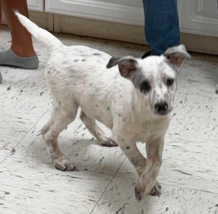 Will, a ADOPTABLE Mixed Breed in Northwood, NH image 4/5