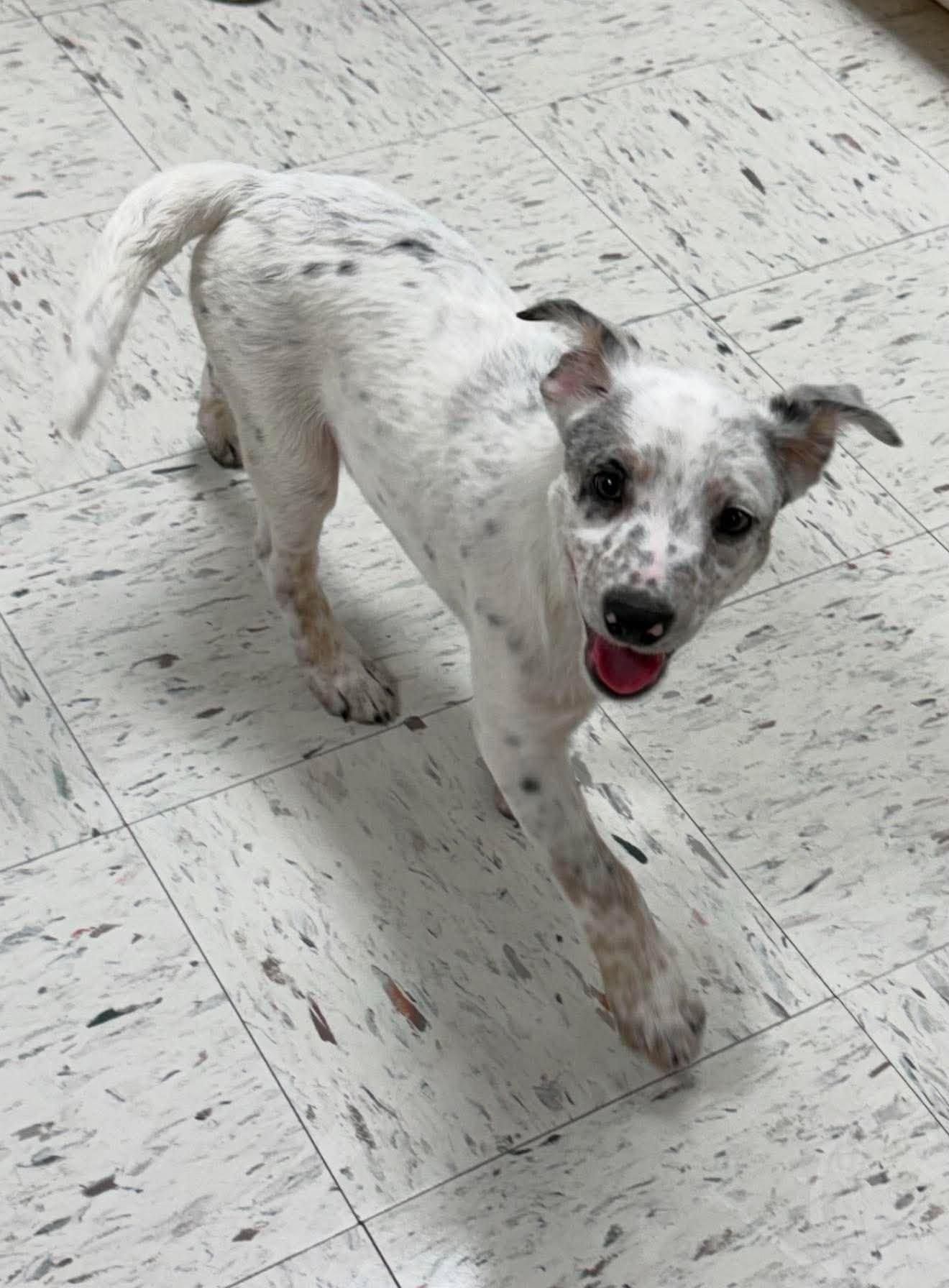 Will, a ADOPTABLE Mixed Breed in Northwood, NH image 3/5