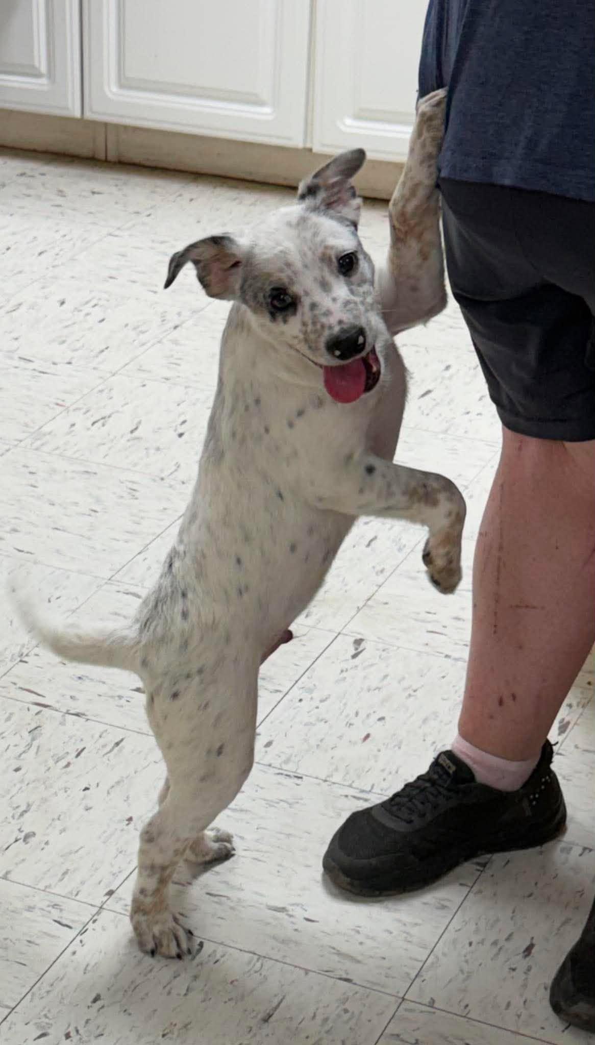 Will, a ADOPTABLE Mixed Breed in Northwood, NH image 5/5