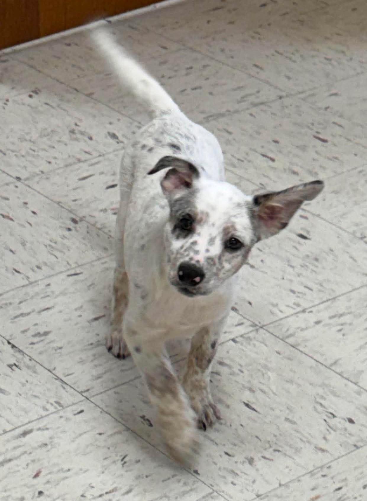 Will, a ADOPTABLE Mixed Breed in Northwood, NH image 2/5