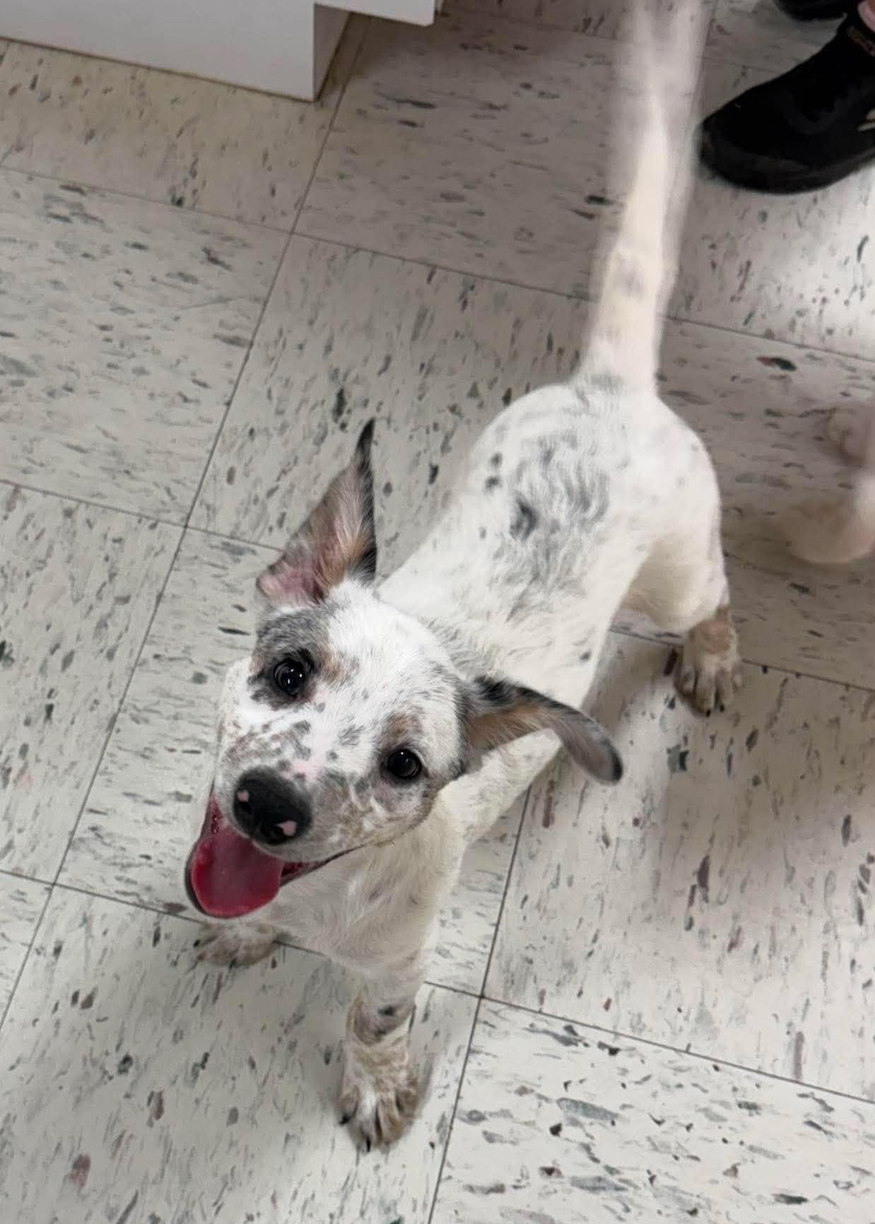Will, a ADOPTABLE Mixed Breed in Northwood, NH image 1/5