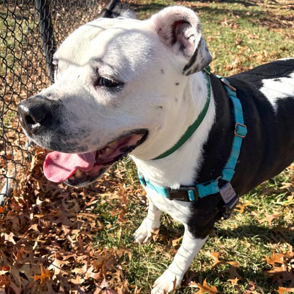 King, Adoptable, Adult Male Pit Bull Terrier.