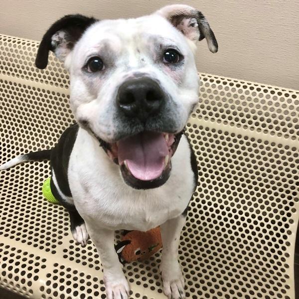 Enlarge King, a Adoptable mixed breed in Des Moines, IA image 2/4