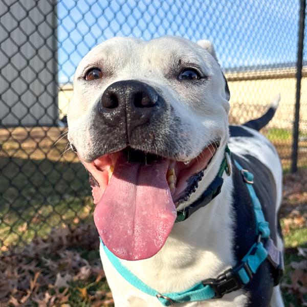 Enlarge King, a Adoptable mixed breed in Des Moines, IA image 4/4