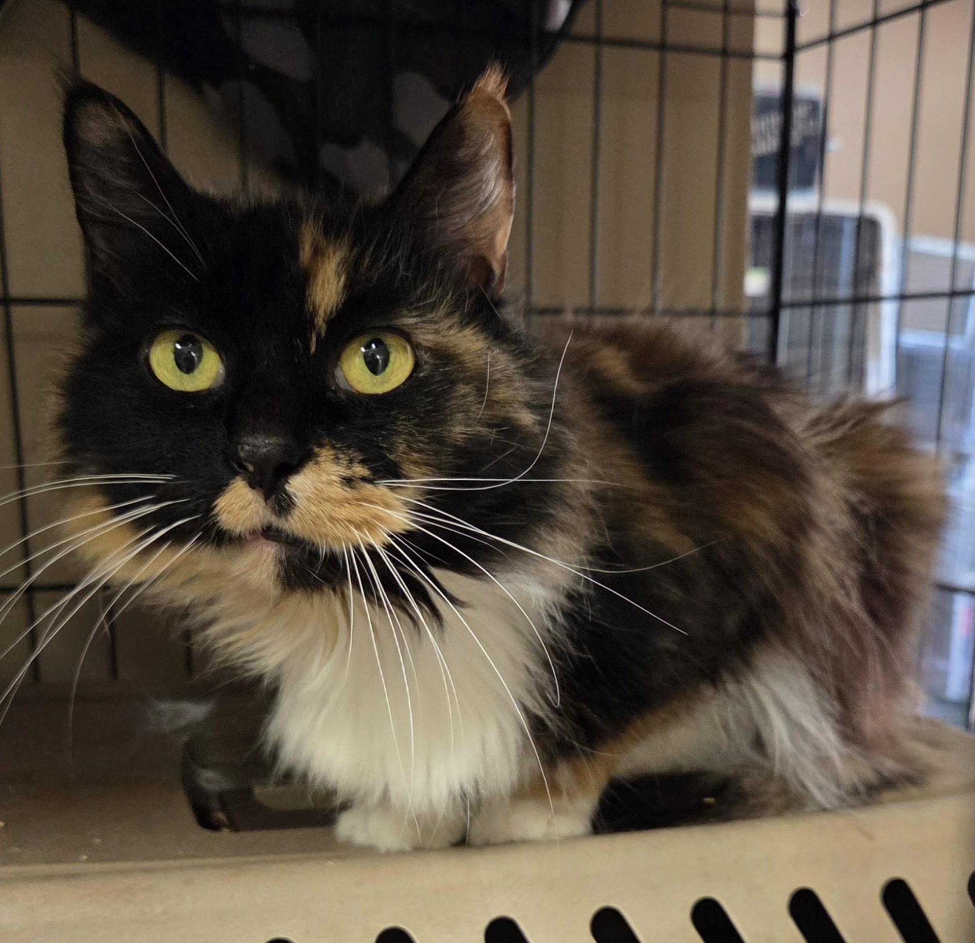 Enlarge Stella Artois, a Adopted Domestic Long Hair in Mansfield Center, CT image 1/1