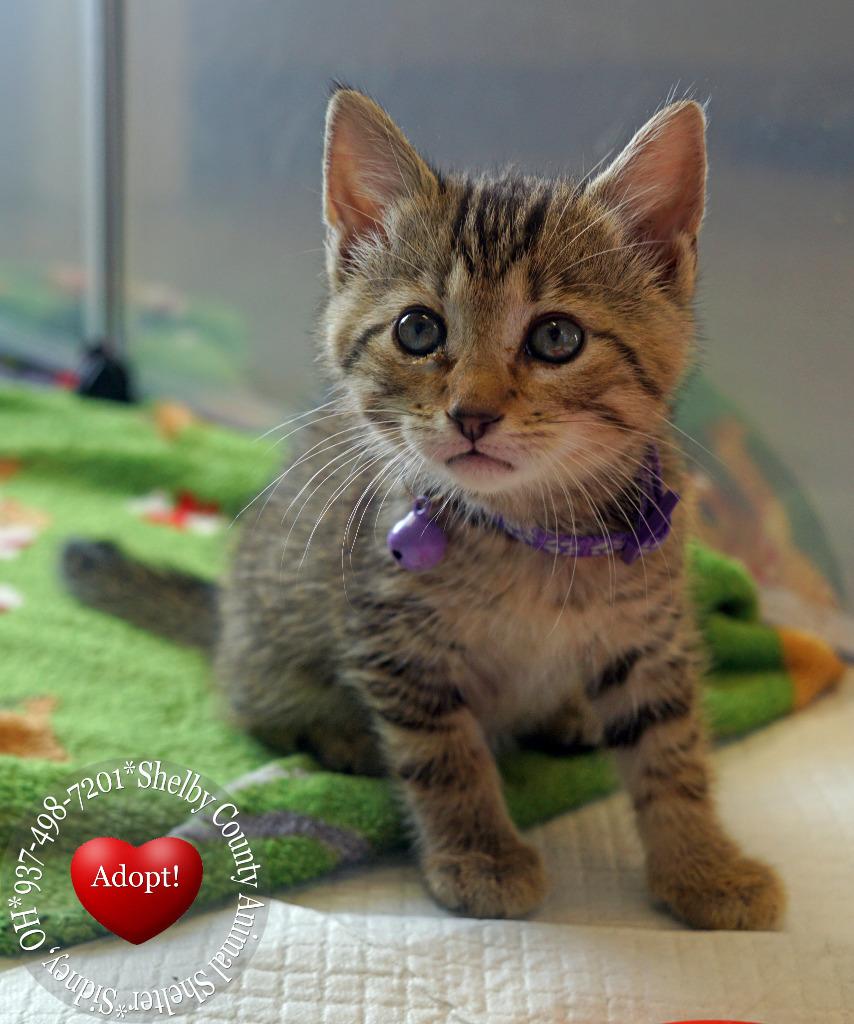 Daisey, Adopted, Young Female Domestic Short Hair.