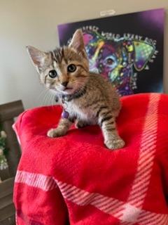 Enlarge Daisey, a Adopted mixed breed in Sidney, OH image 2/2