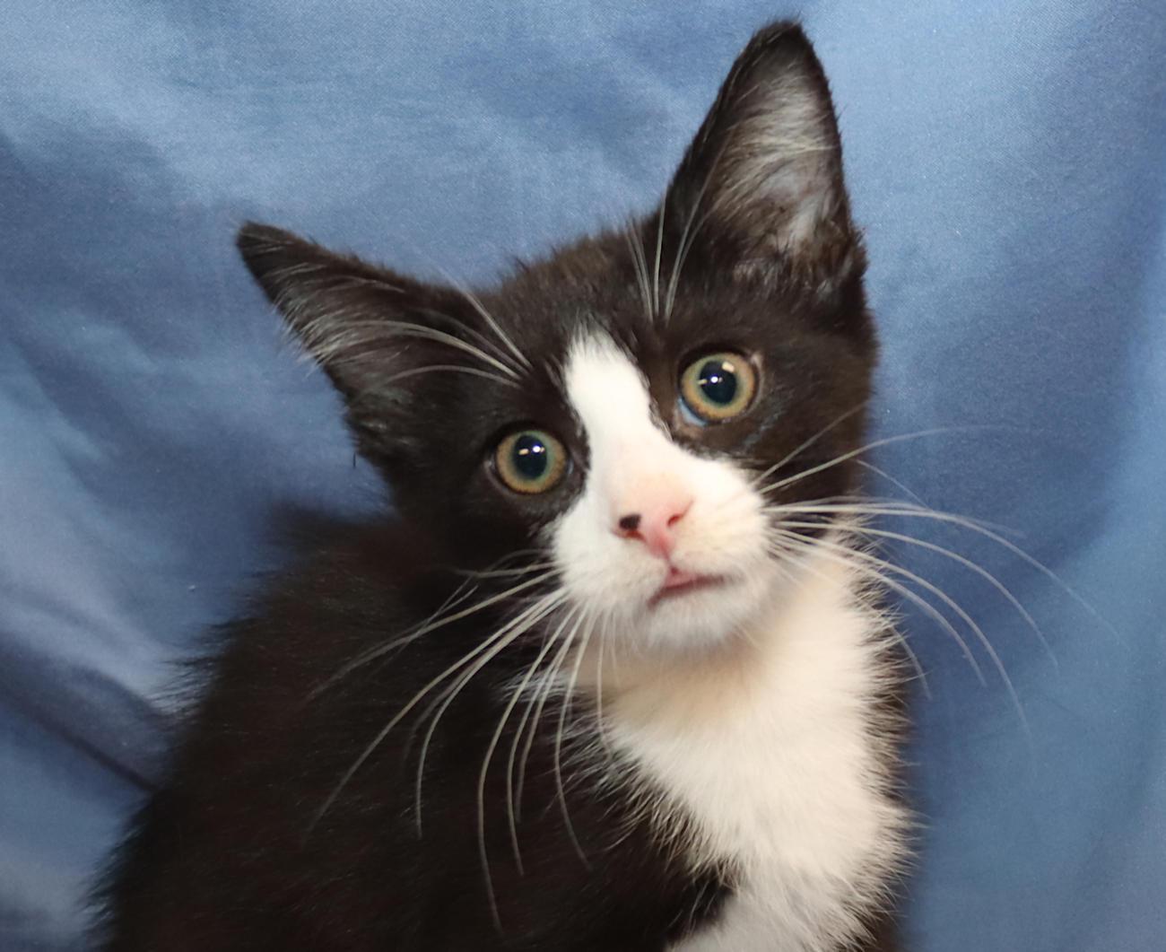 Monkey, adopted, Kitten Male Domestic Short Hair.
