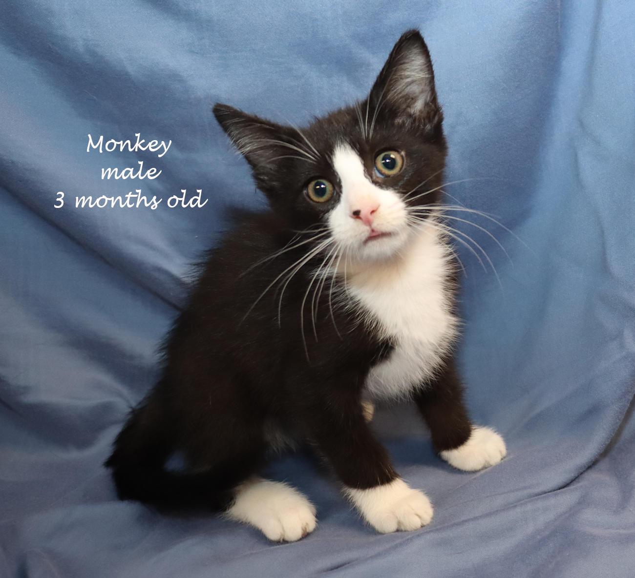 Monkey, an adopted Domestic Short Hair in Euclid, OH image 2/6