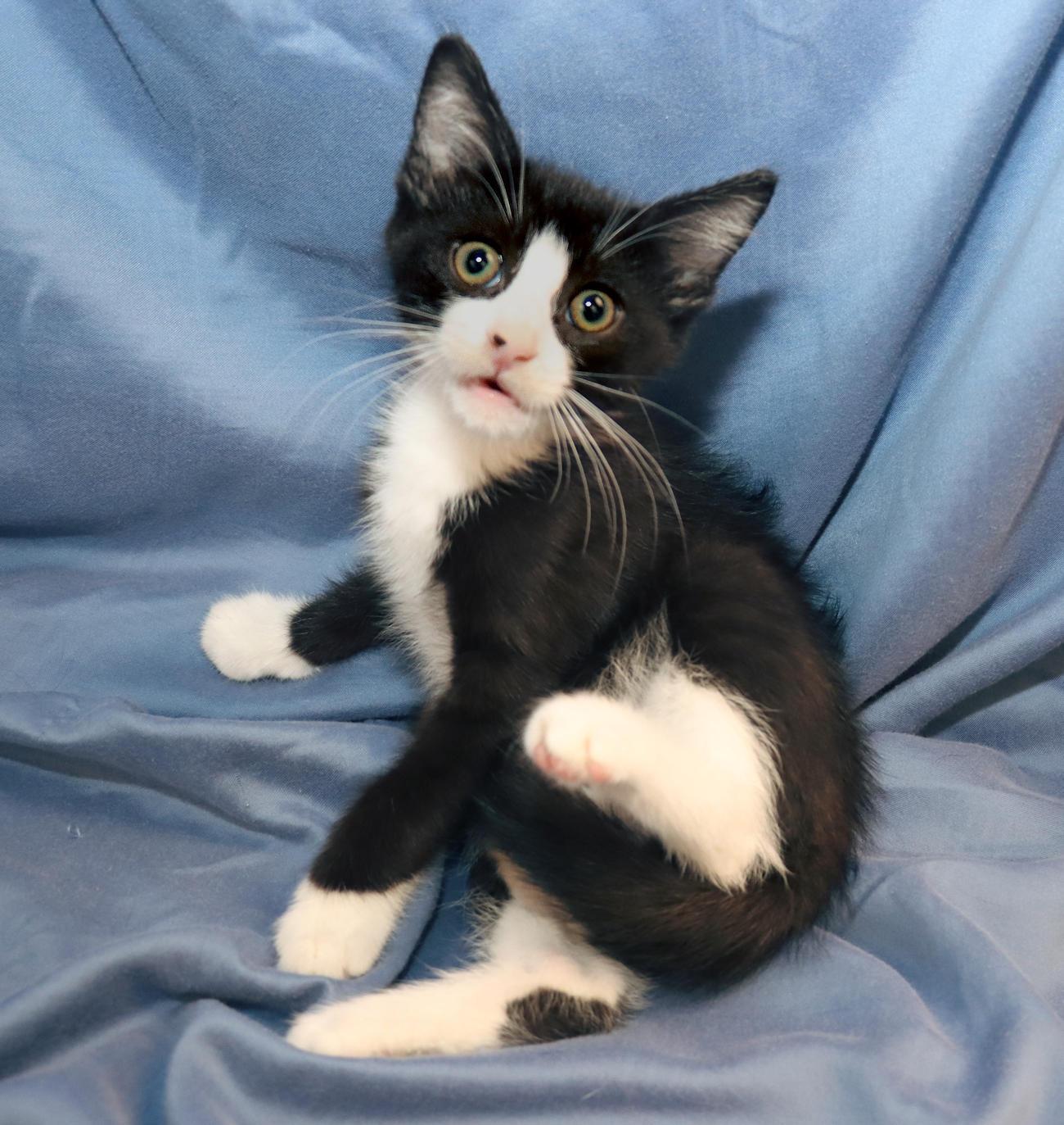 Monkey, an adopted Domestic Short Hair in Euclid, OH image 6/6