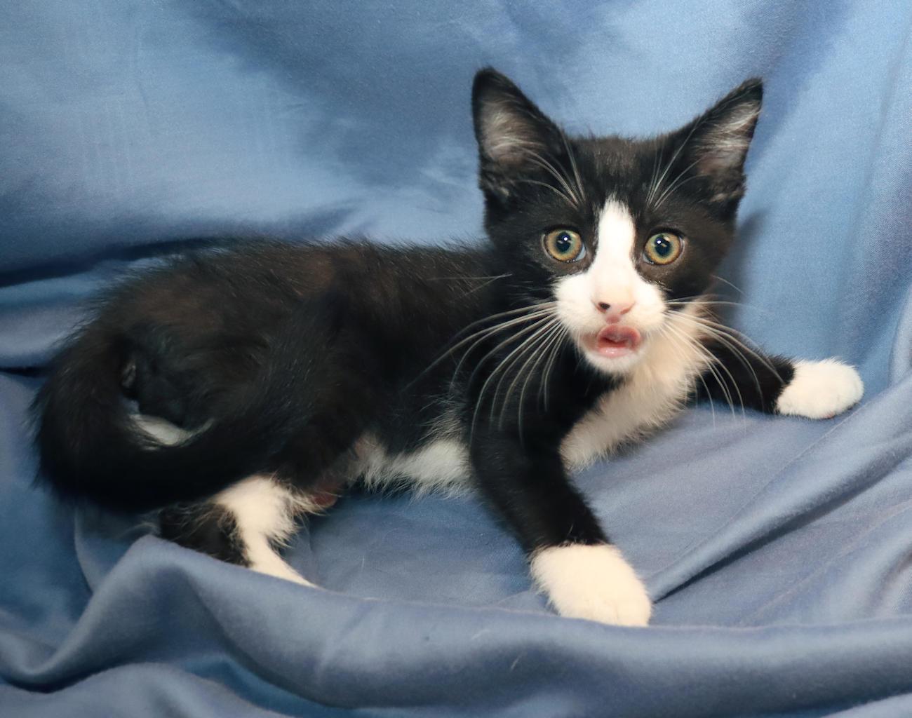 Monkey, an adopted Domestic Short Hair in Euclid, OH image 4/6
