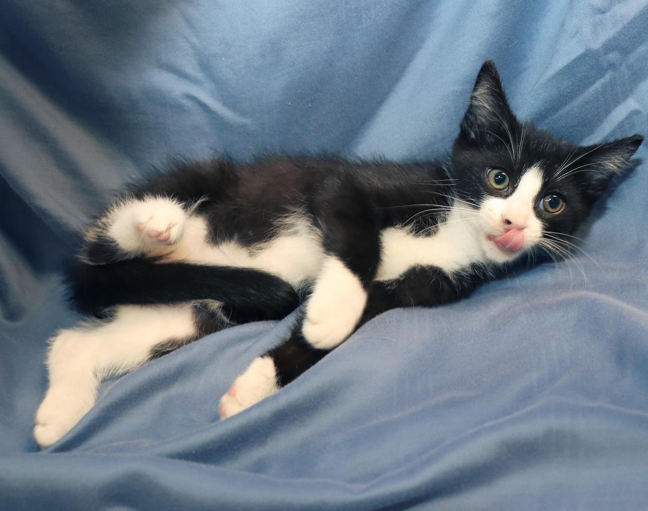 Monkey, an adopted Domestic Short Hair in Euclid, OH image 5/6