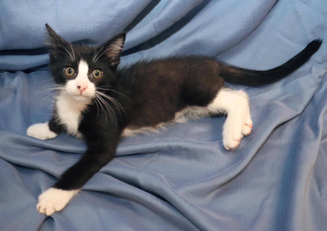 Monkey, an adopted Domestic Short Hair in Euclid, OH image 3/6