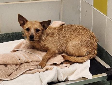 Enlarge Misty A215680, an adopted mixed breed in Plano, TX image 1/1