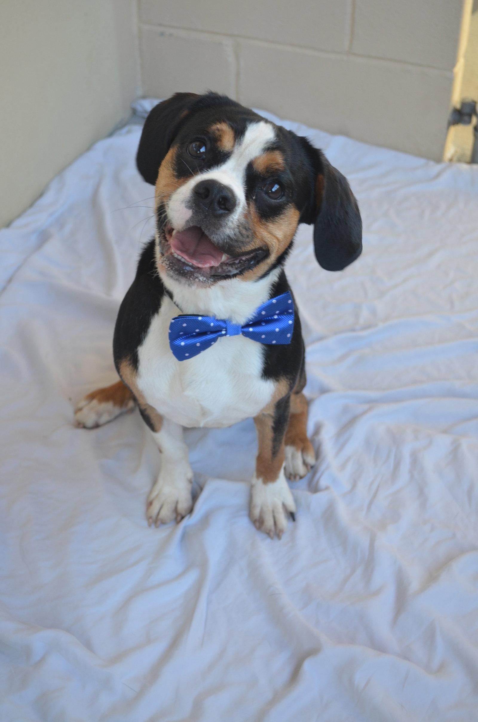 Fosamax, Adopted, Young Male Beagle & Pug.