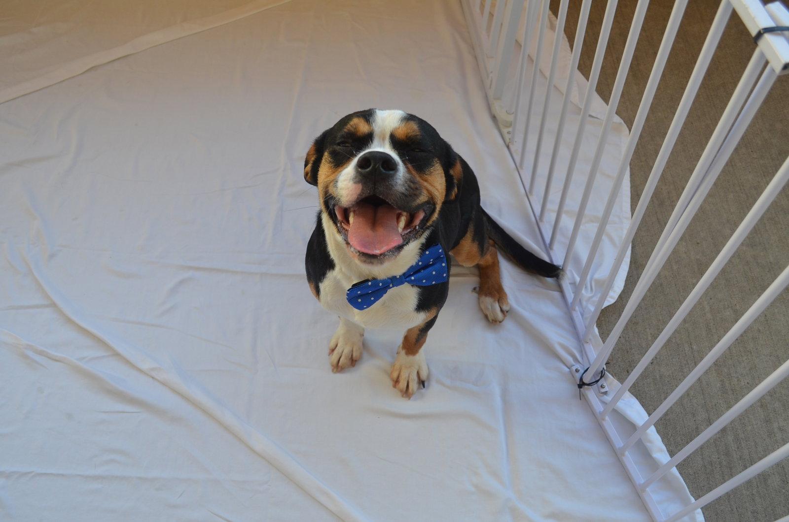 Enlarge Fosamax, a Adopted mixed breed in McKinney, TX image 2/3