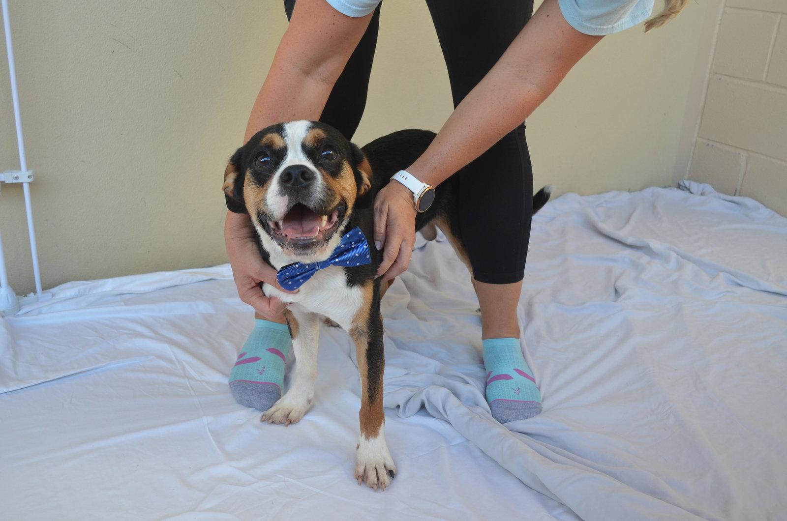 Enlarge Fosamax, a Adopted mixed breed in McKinney, TX image 3/3