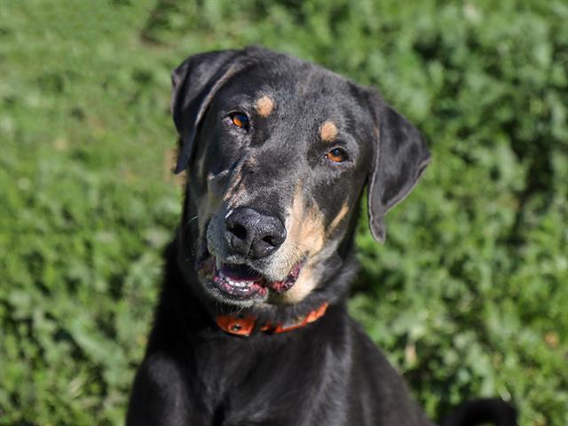 SMOKE, Adoptable, Young Male Doberman Pinscher.