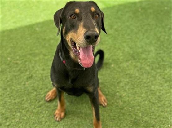 SMOKE, Adoptable, Young Male Doberman Pinscher.