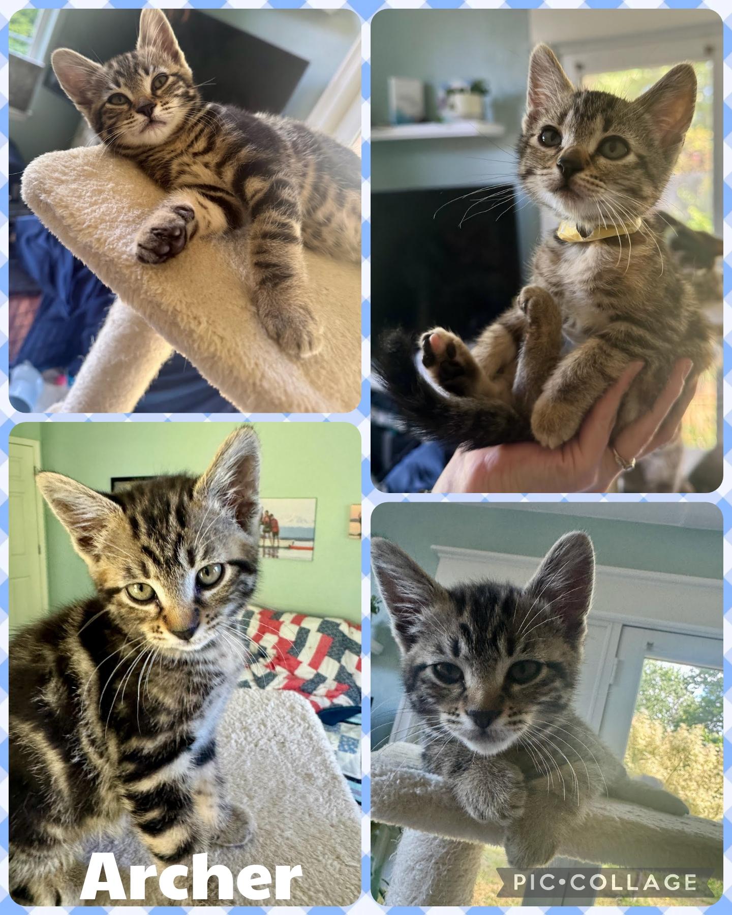 Enlarge Archer, an adopted Domestic Short Hair in Newberg, OR image 1/1