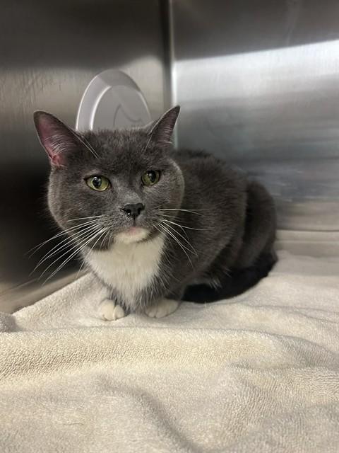 THEODORE, Adoptable, Adult Male Domestic Short Hair.