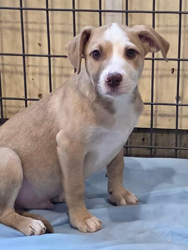 Enlarge Art, a ADOPTABLE mixed breed in Watertown, CT image 5/5