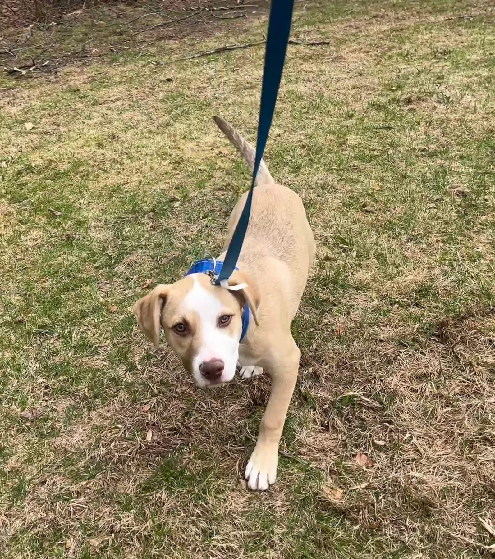 Enlarge Art, a ADOPTABLE mixed breed in Watertown, CT image 4/5