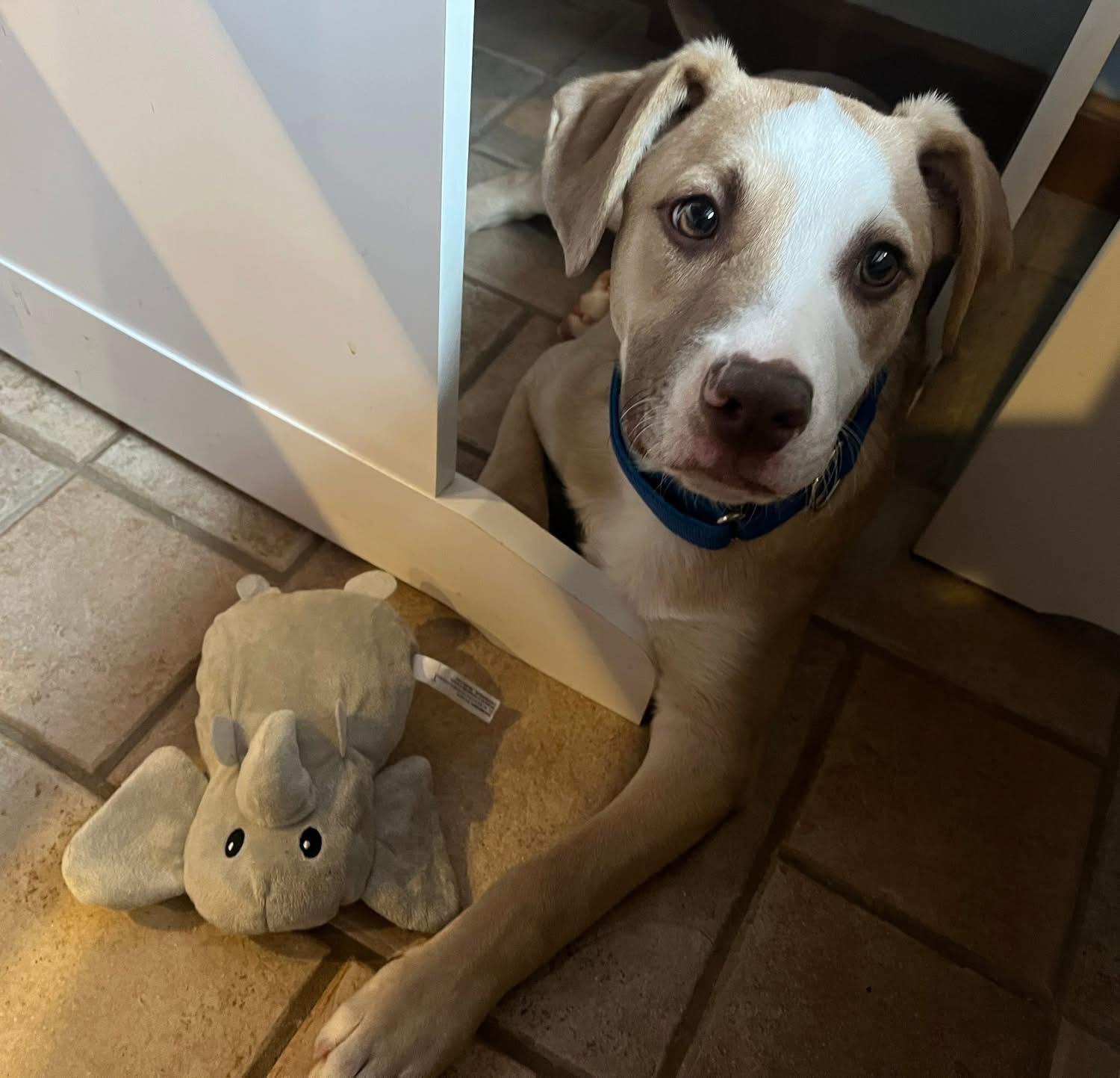 Enlarge Art, a ADOPTABLE mixed breed in Watertown, CT image 3/5