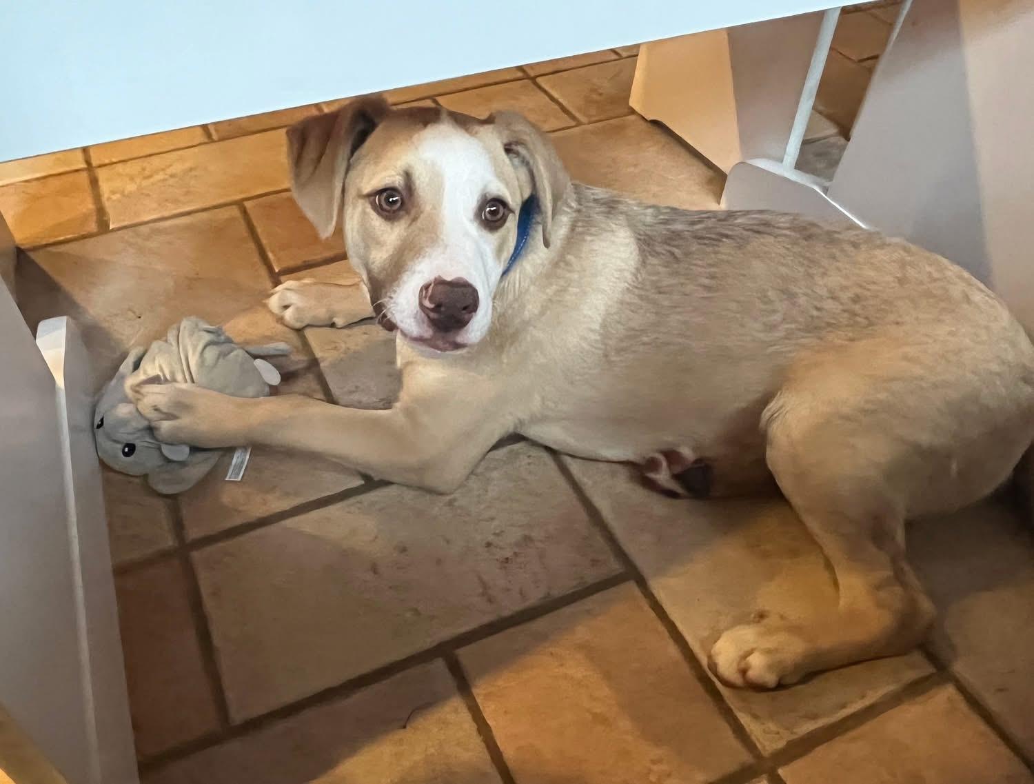 Enlarge Art, a ADOPTABLE mixed breed in Watertown, CT image 2/5