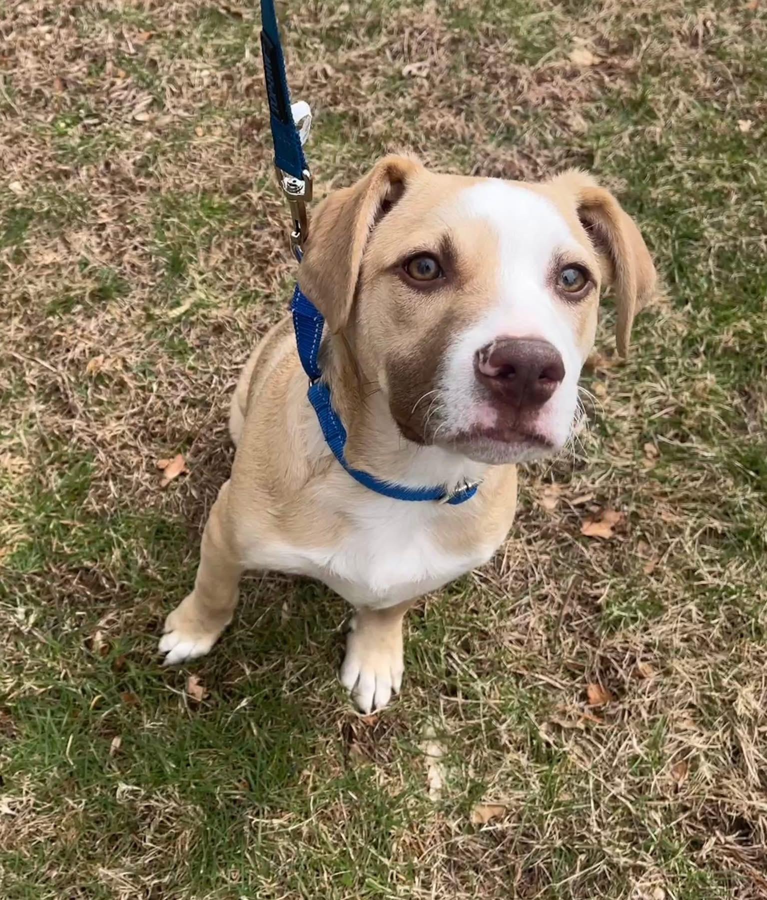 Art, ADOPTABLE, Puppy Male Boxer & Golden Retriever.