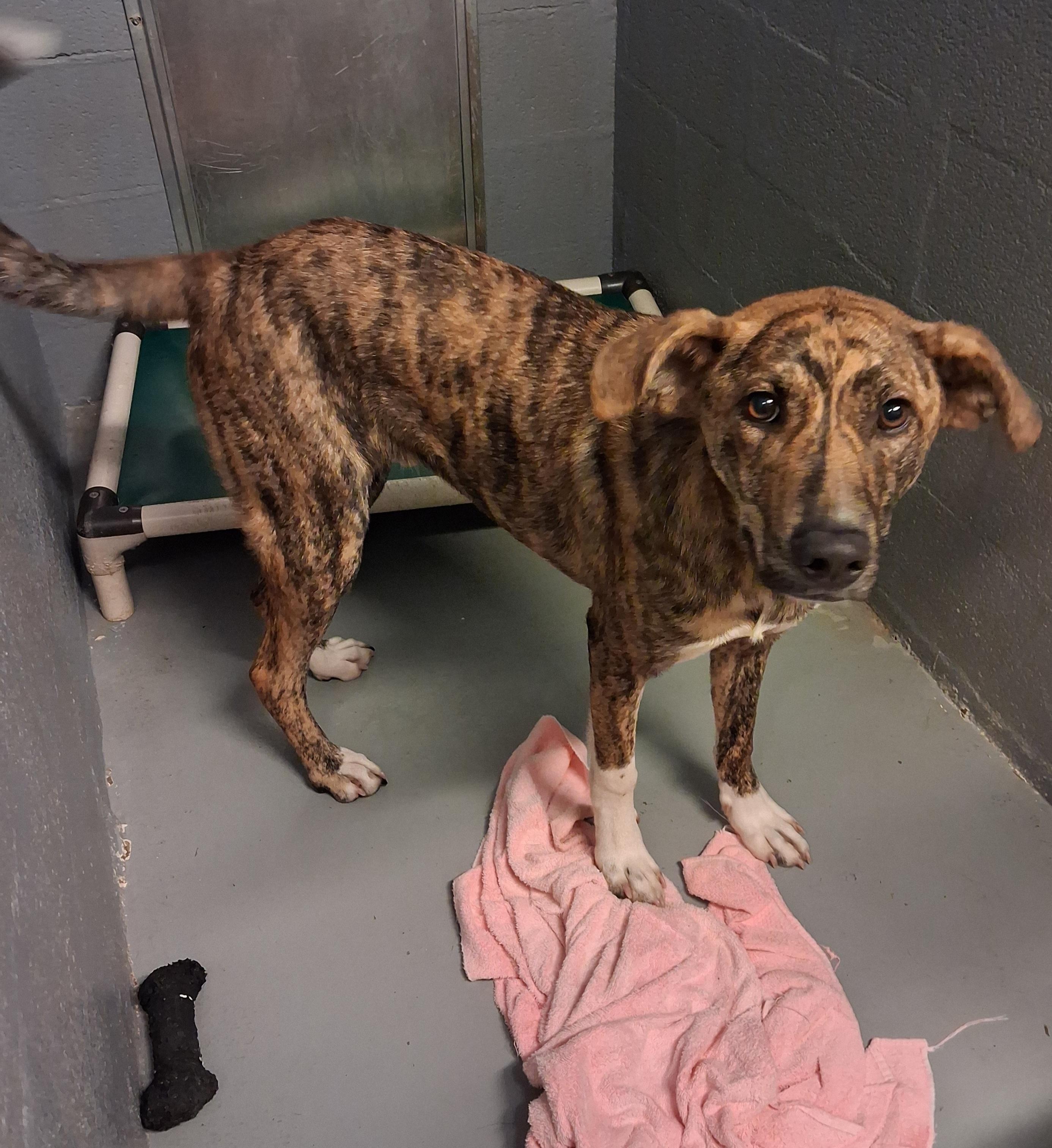 Enlarge Reese, a Adoptable mixed breed in Stuart, VA image 1/1