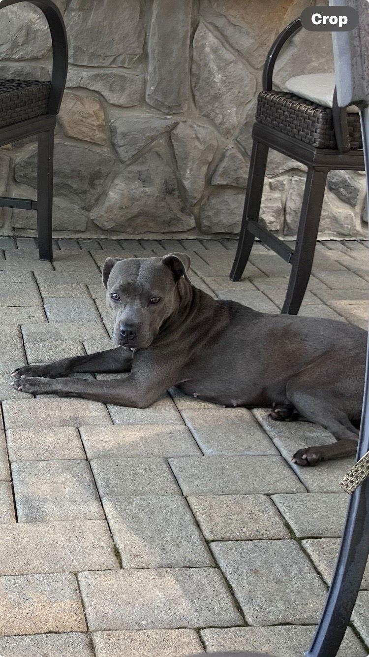 Enlarge Mila, a Adoptable Pit Bull Terrier in Morganville, NJ image 1/2