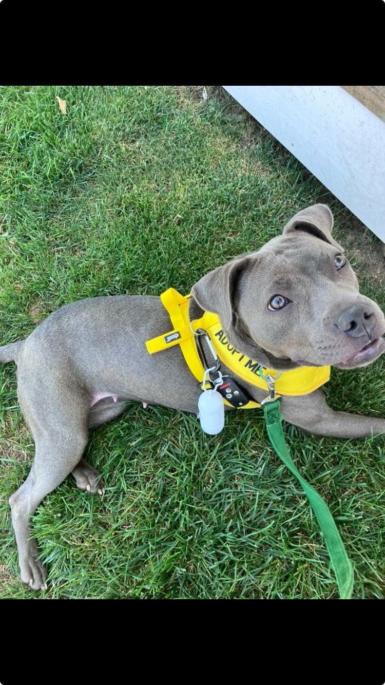 Enlarge Mila, a Adoptable Pit Bull Terrier in Morganville, NJ image 2/2