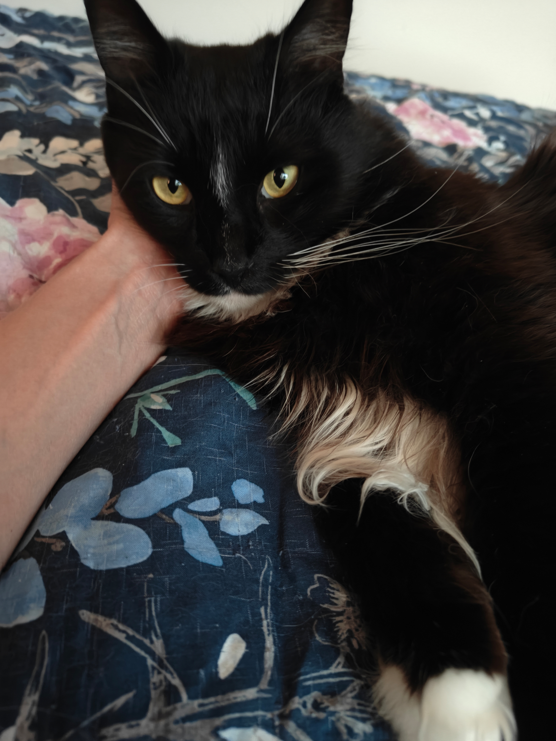 Enlarge Ralphie, a Adoptable Domestic Long Hair in Santa Monica, CA image 2/6