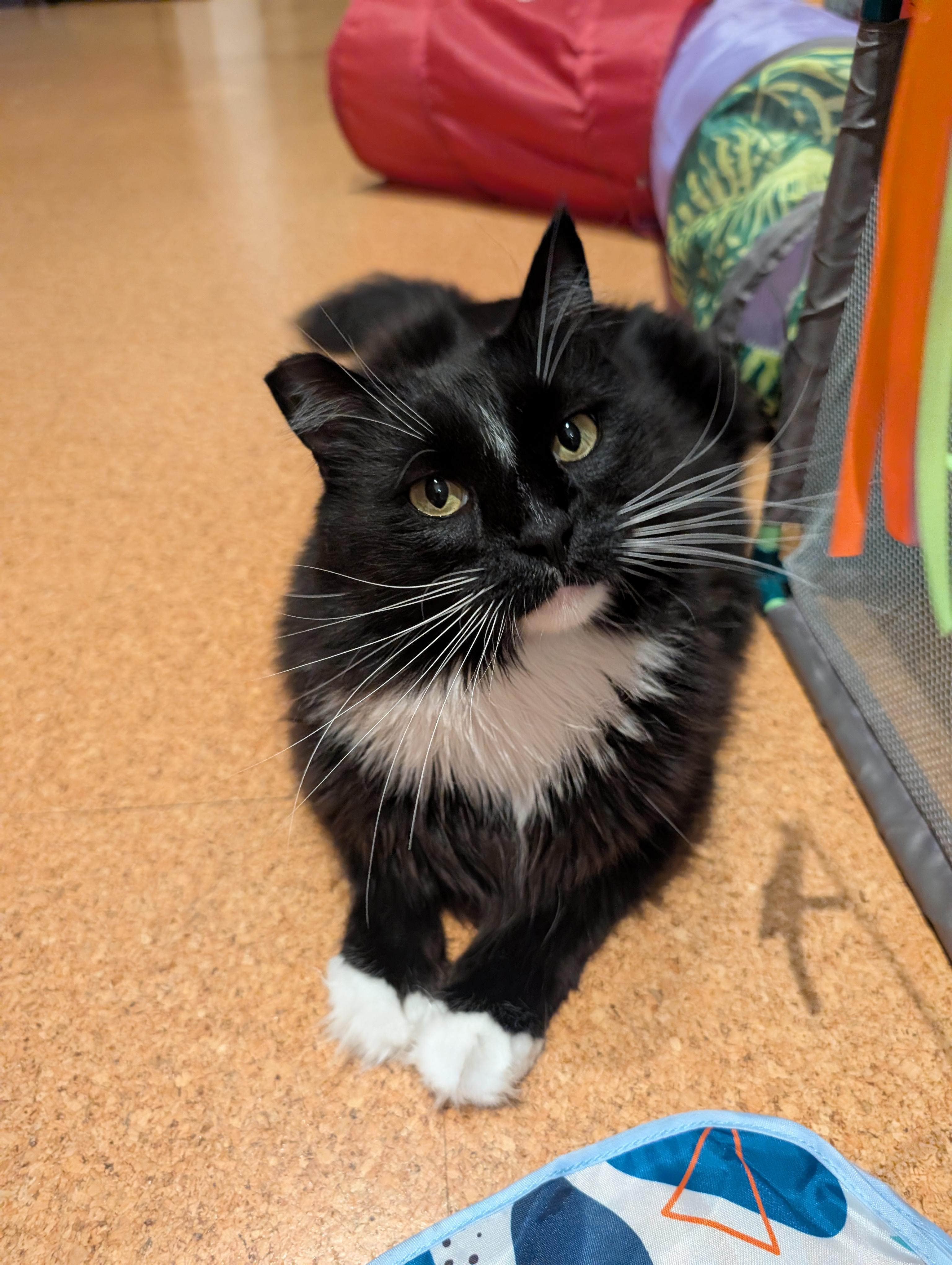 Ralphie, Adoptable, Young Male Domestic Long Hair.
