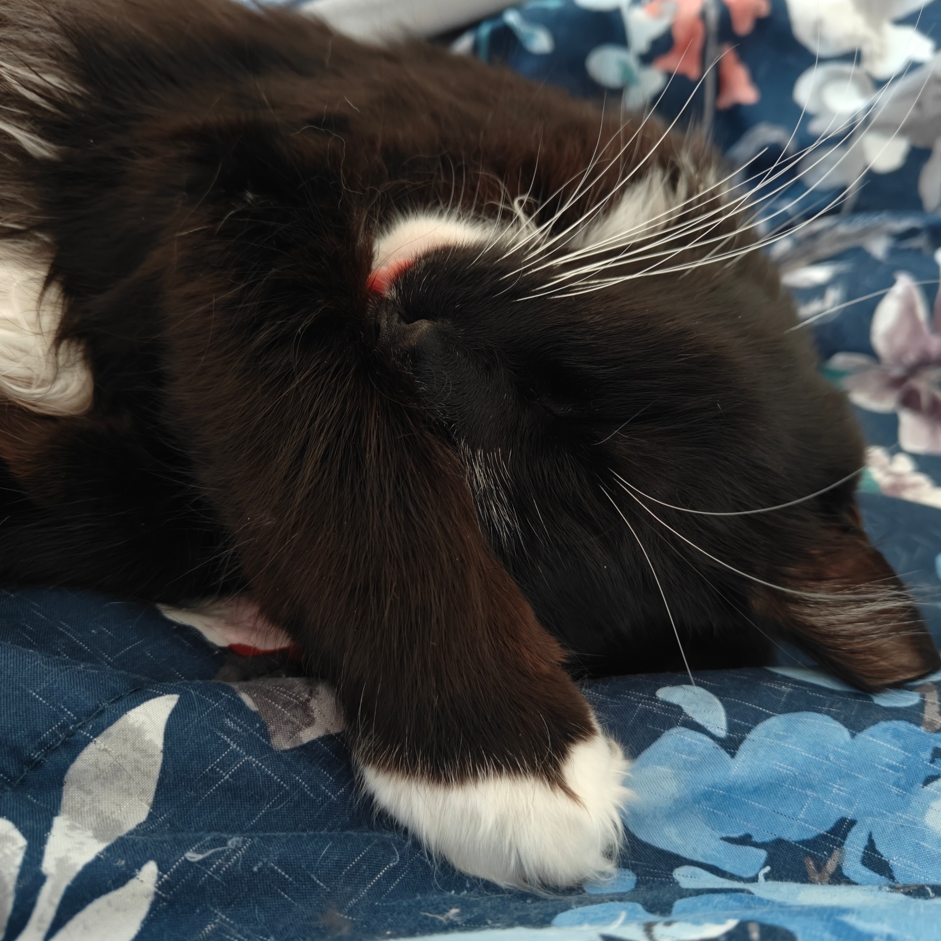 Enlarge Ralphie, a Adoptable Domestic Long Hair in Santa Monica, CA image 5/6