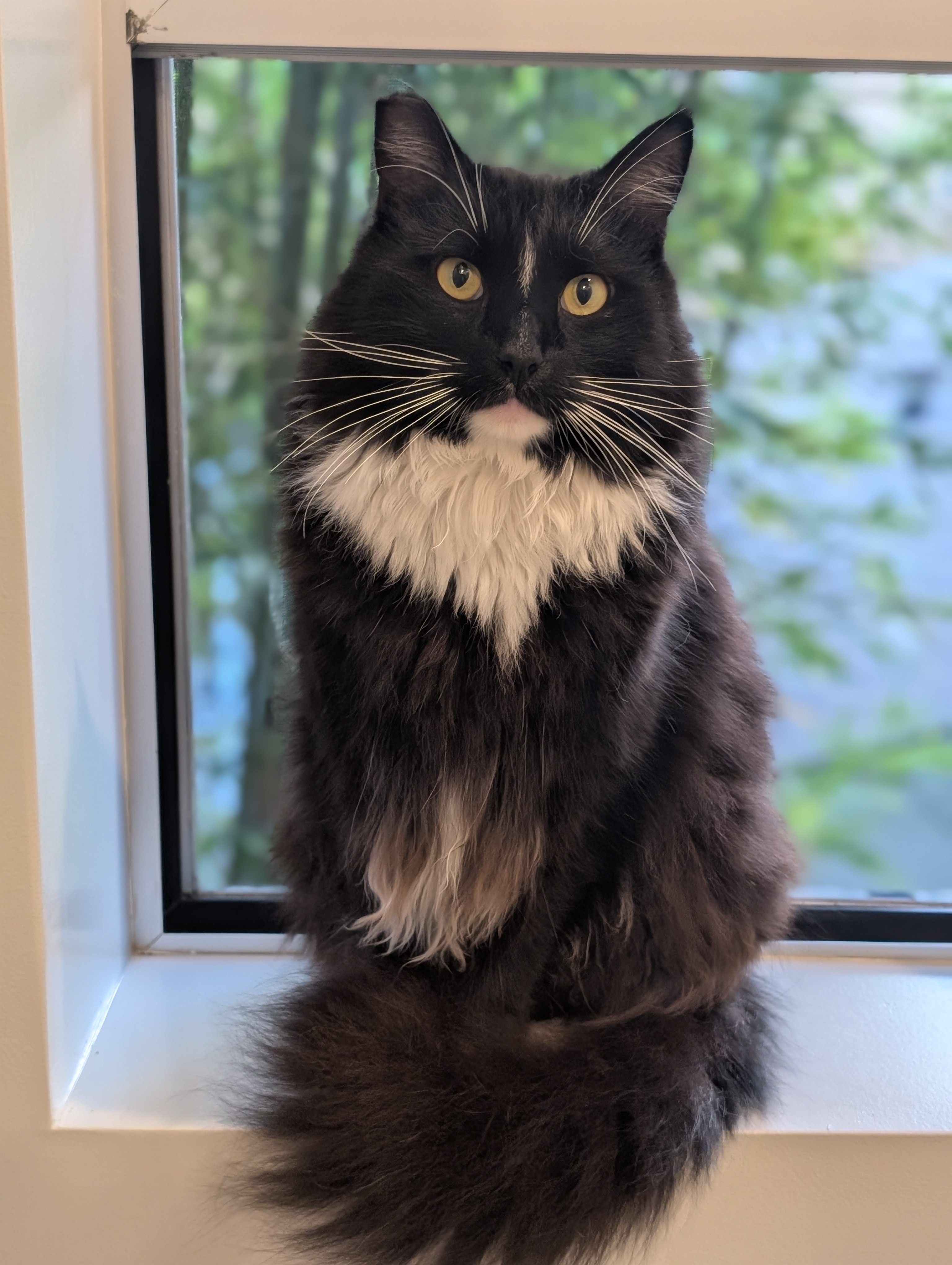 Enlarge Ralphie, a Adoptable Domestic Long Hair in Santa Monica, CA image 4/6