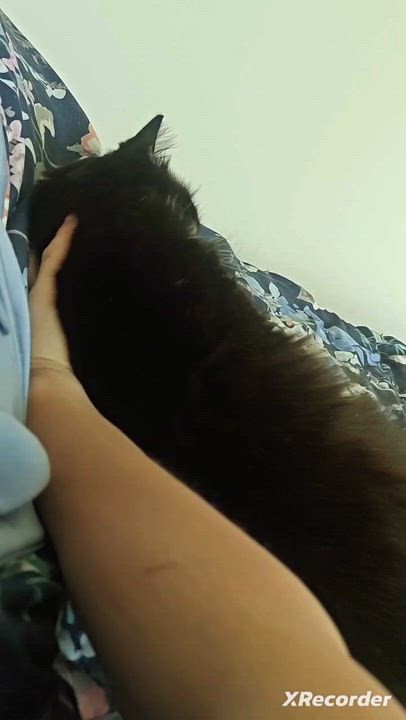 Enlarge Ralphie, a Adoptable Domestic Long Hair in Santa Monica, CA video 6/6