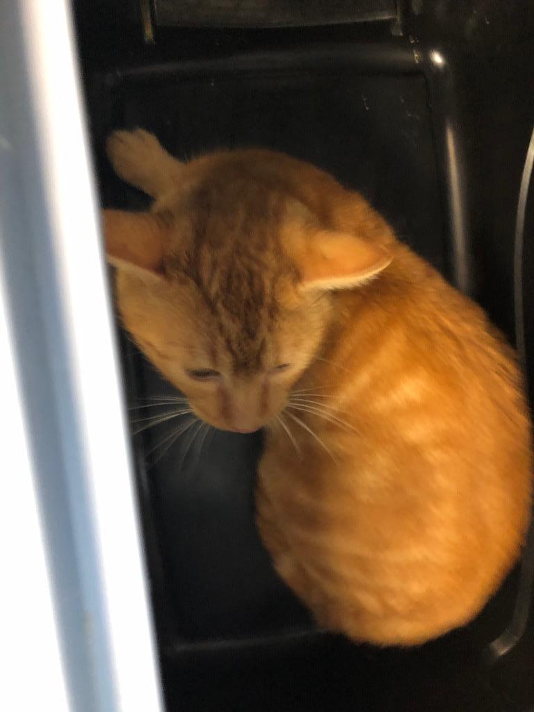 Theo, Adoptable, Kitten Male Domestic Short Hair.