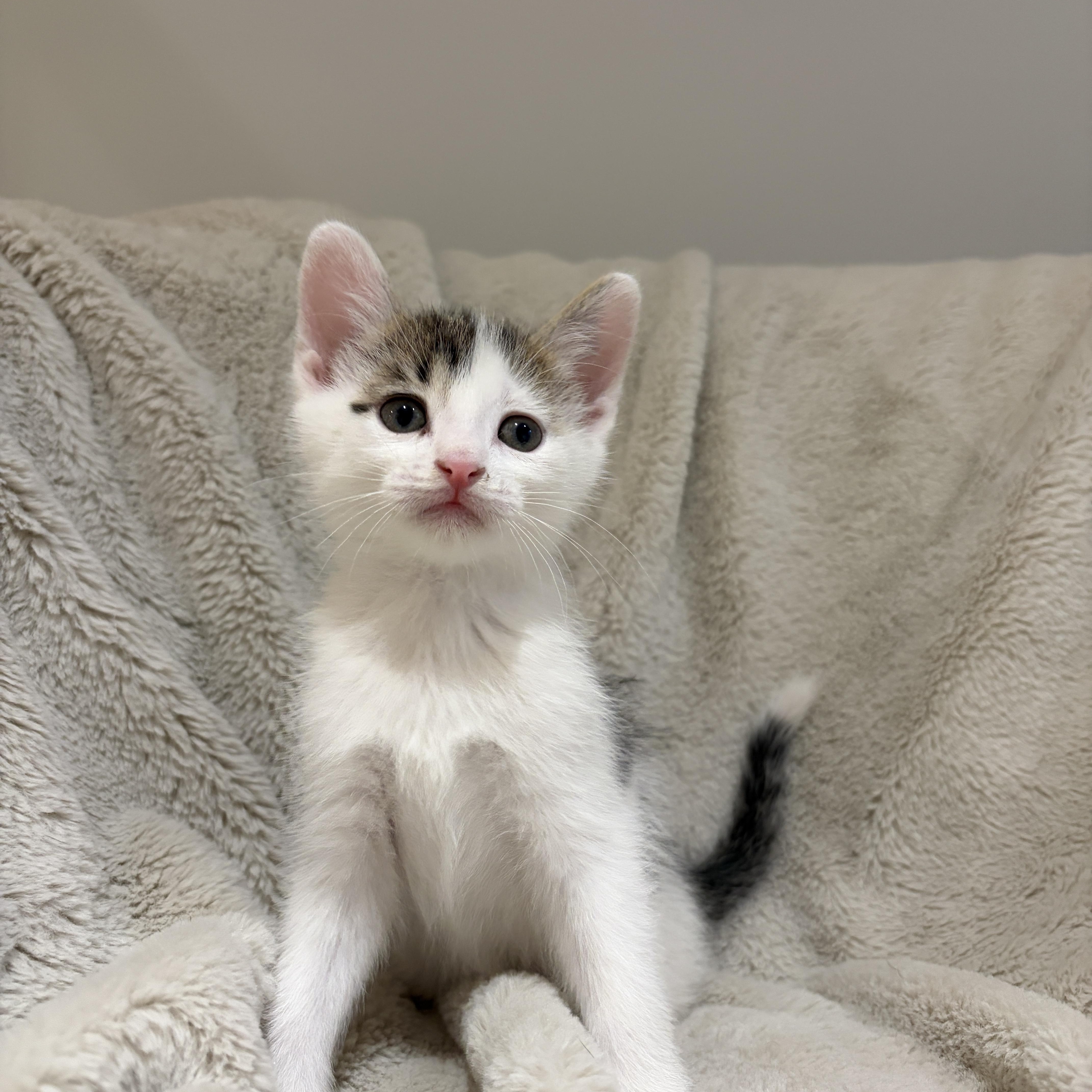 Enlarge Leo, a ADOPTABLE American Shorthair in Wadsworth, IL image 4/4